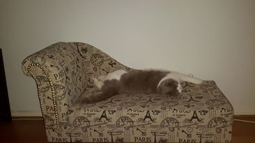 Luxury Pets beds
