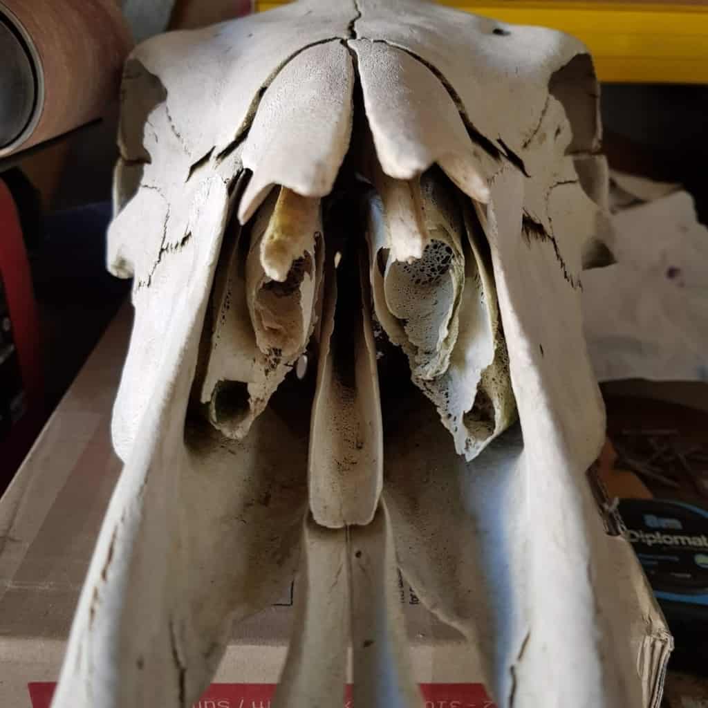 Decorated cow skull