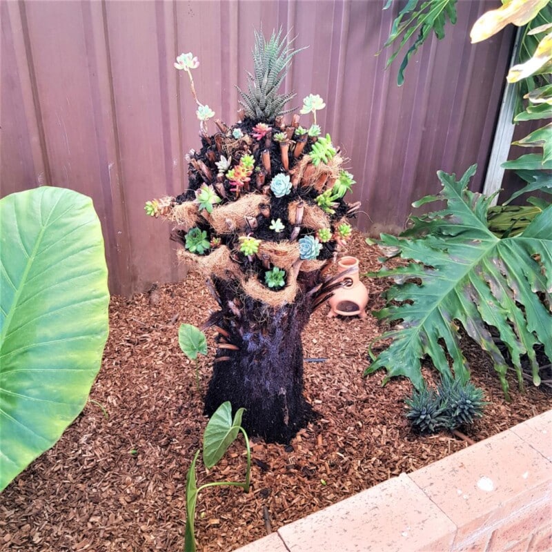 Succulent tree planter made from a dead tree‑fern stump, packed with cuttings