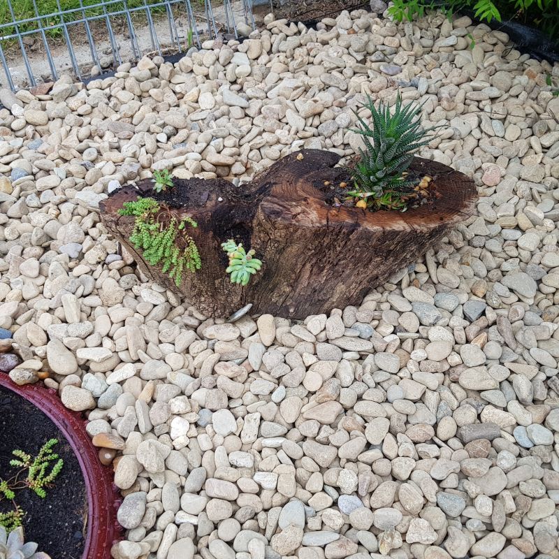 wooden tree stump with succulents