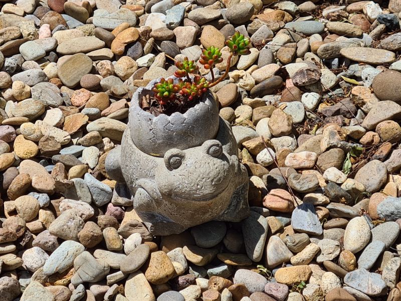 Single surviving succulent in small pot