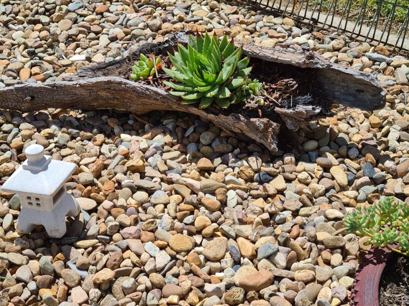 Log planter with a few dead succulents