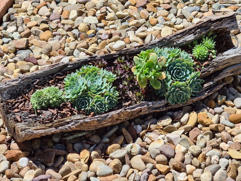Log planter with a few hardy survivors