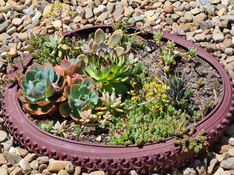 Close up view showing movable tyre planters- thriving
